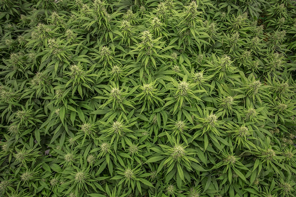 Le cannabis une plante consommée depuis la nuit des temps !
