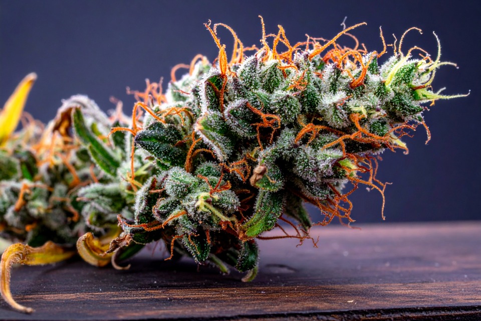 hpc fleurs