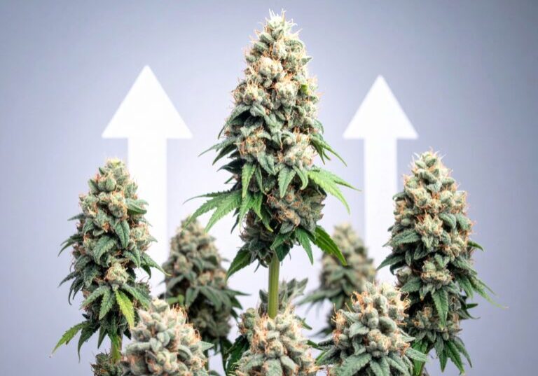 CBD PUISSANT