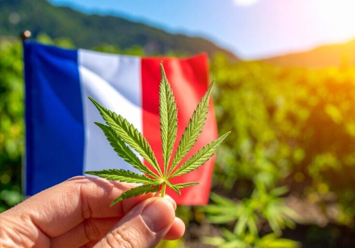 cbd sans thc 0%
