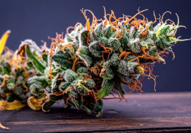 hpc fleurs
