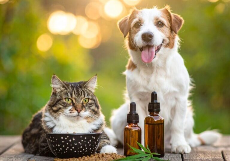 cbd animaux